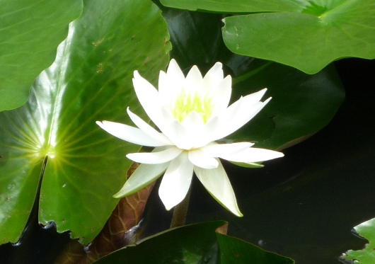 Photo of Water Lily in Yokohama