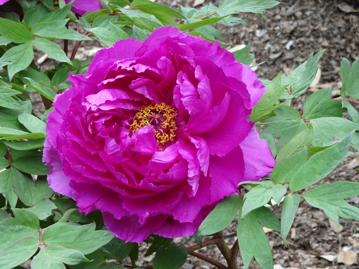 Photo of Peony at Tsurugaoka Hachimangu