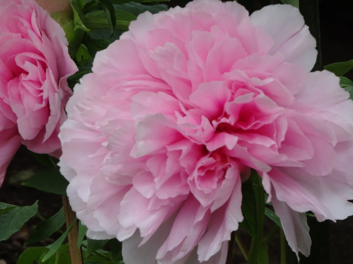 Photo of Peony at Tsurugaoka Hachimangu