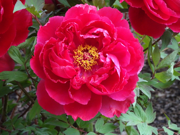 phtograph of peonym