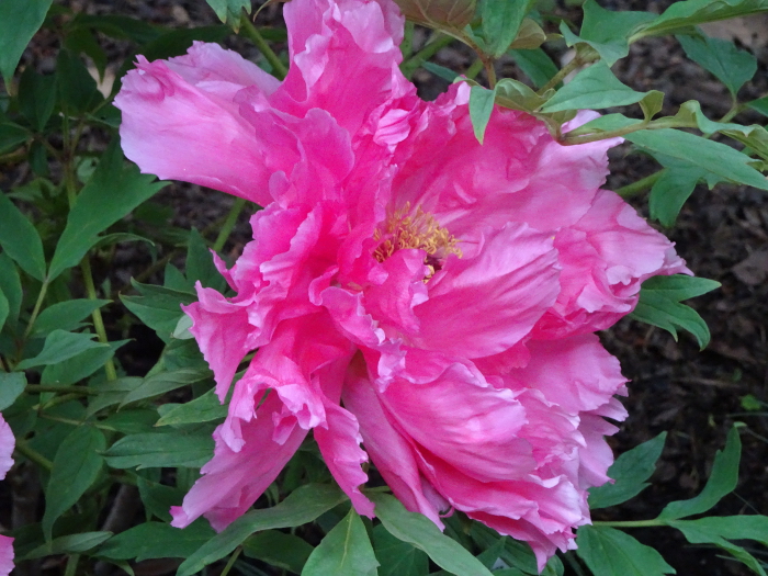 Photo of Peony at Tsurugaoka Hachimangu