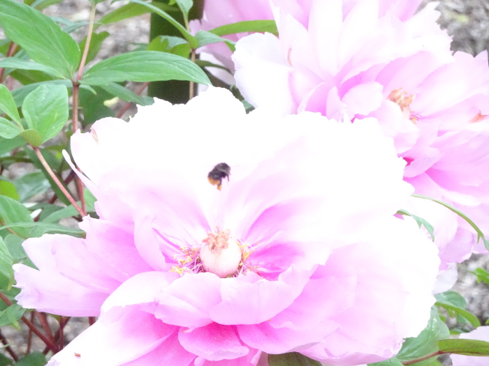 Photo of Peony at Tsurugaoka Hachimangu