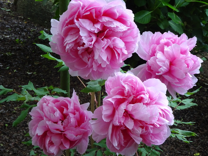 Photo of Peony at Tsurugaoka Hachimangu