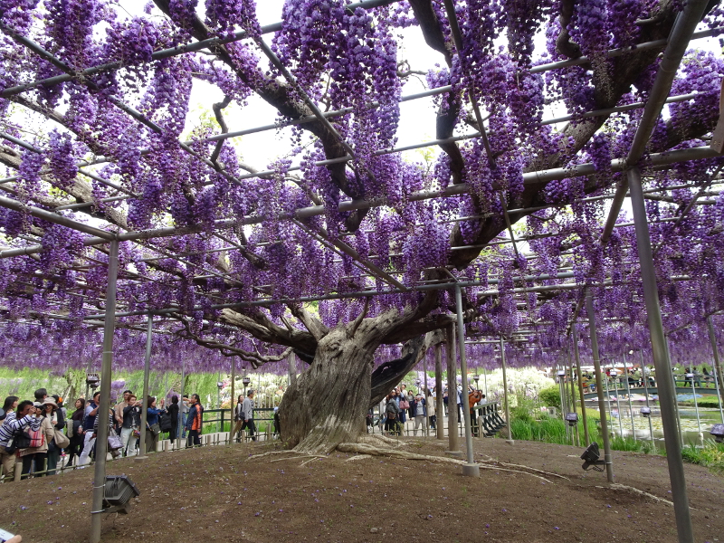 Ashikaga Flower Park