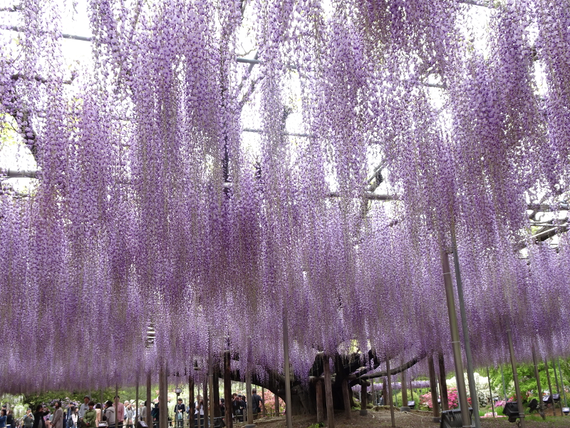 Ashikaga Flower Park