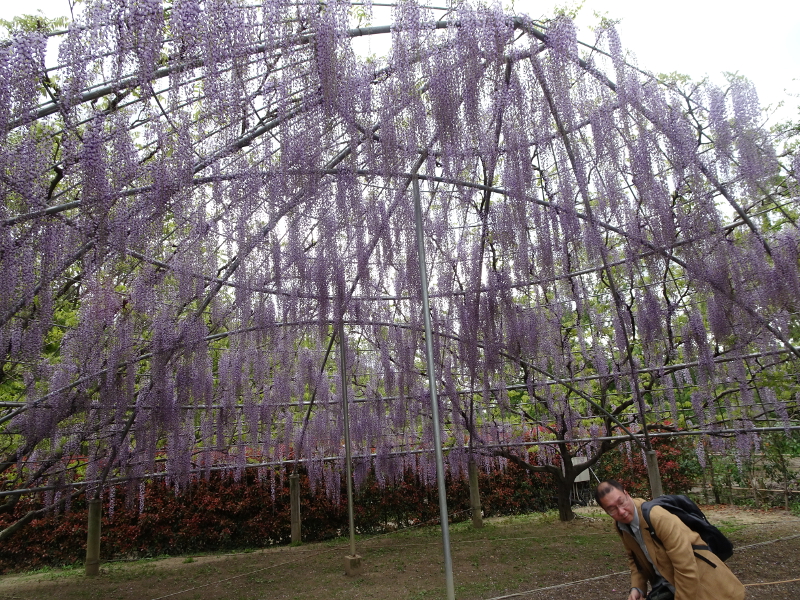 Ashikaga Flower Park