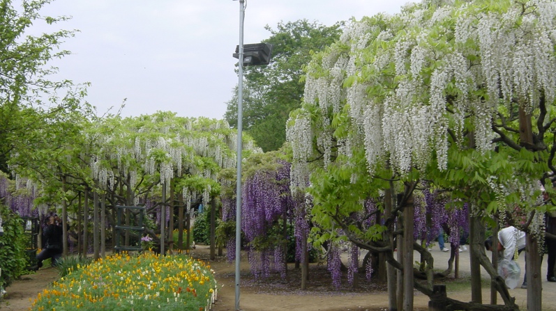 Ashikaga Flower Park