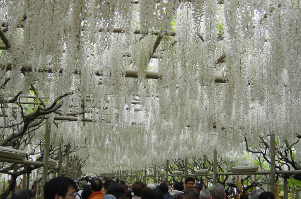 Ashikaga Flower Park